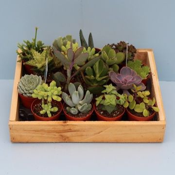 Succulents MIX