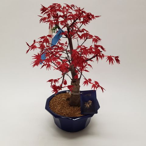 Acer palmatum 'Deshôjô'