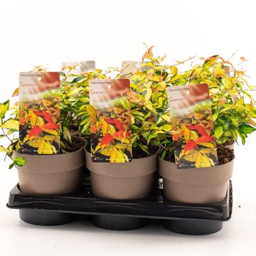 Trachelospermum asiaticum SUMMER SUNSET