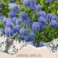 Ceanothus impressus 'Victoria'