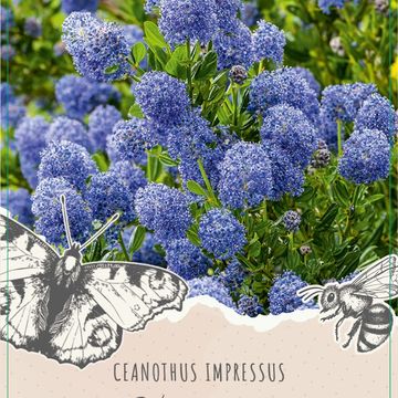 Ceanothus impressus 'Victoria'