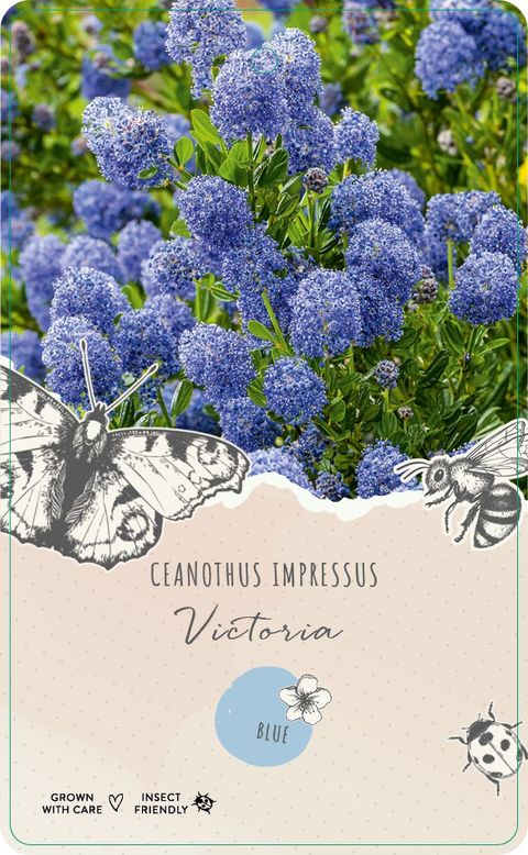 Ceanothus impressus 'Victoria'