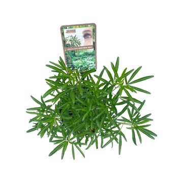 Choisya 'Aztec Pearl'