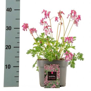 Dicentra 'Pink Diamonds'