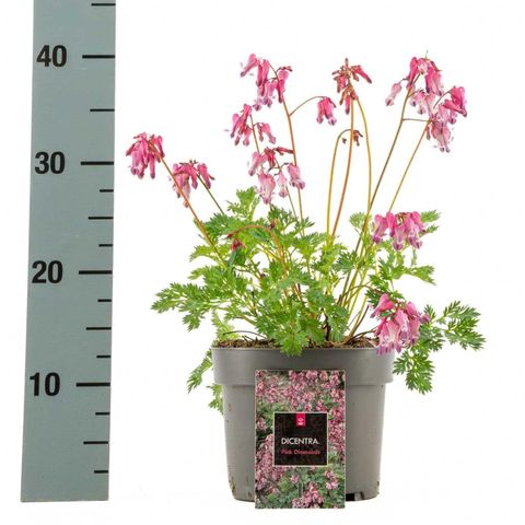 Dicentra 'Pink Diamonds'