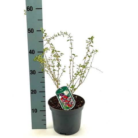 Lycium barbarum