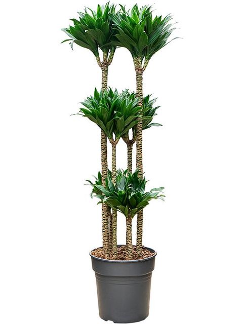 Dracaena fragrans 'Compacta'