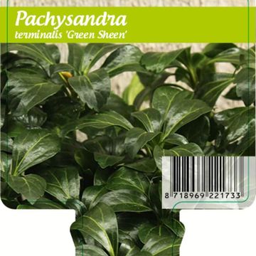 Pachysandra terminalis 'Green Sheen'