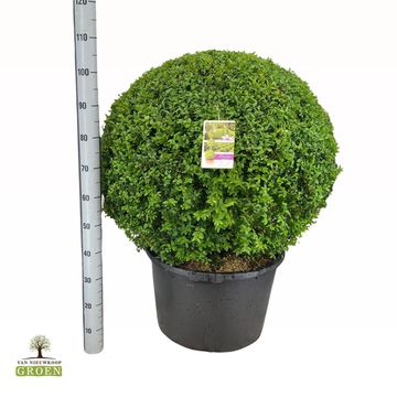 Buxus sempervirens