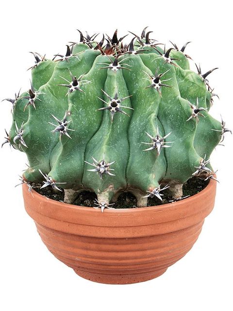 Ferocactus schwarzii