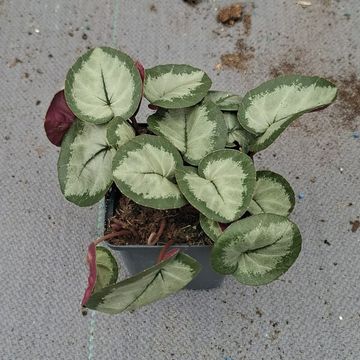 Cyclamen coum 'Silver Leaf White'