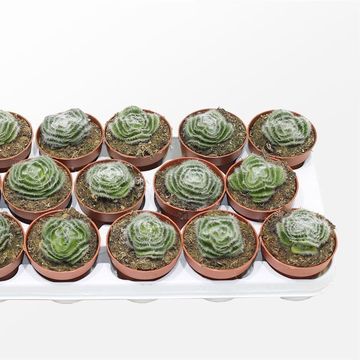 Crassula capitella 'Setosa Turrita'