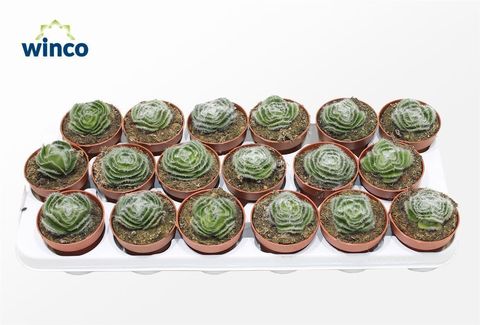 Crassula capitella 'Setosa Turrita'