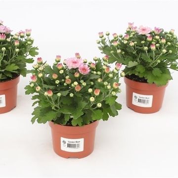 Chrysanthemum 'Braque Pink'