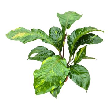 Anthurium hookeri 'Variegata'