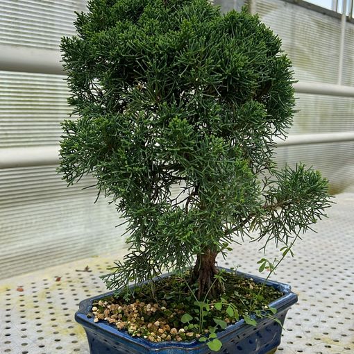 Juniperus chinensis