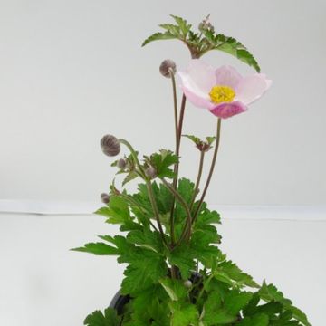 Anemone hupehensis 'Rose Shades'