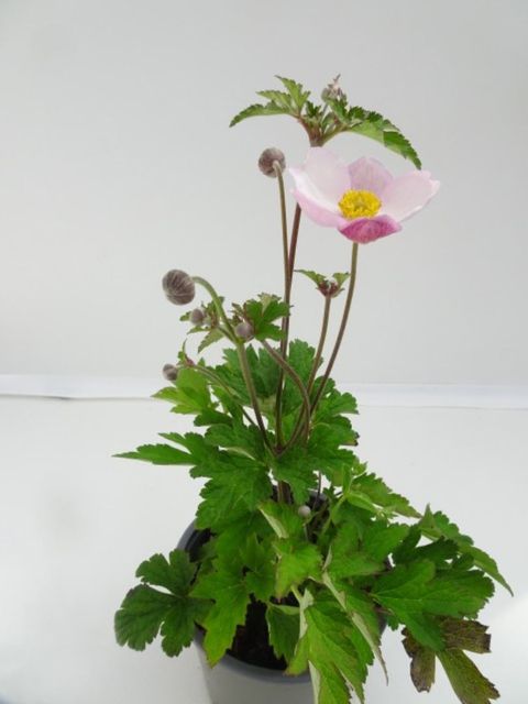 Anemone hupehensis 'Rose Shades'