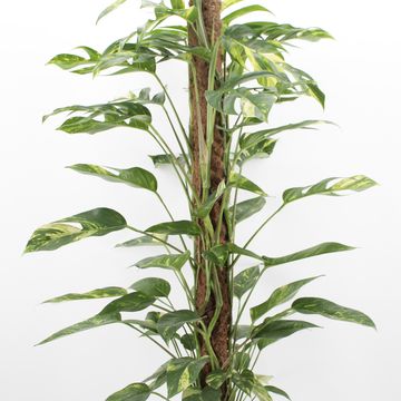 Epipremnum pinnatum 'Golden Flame'