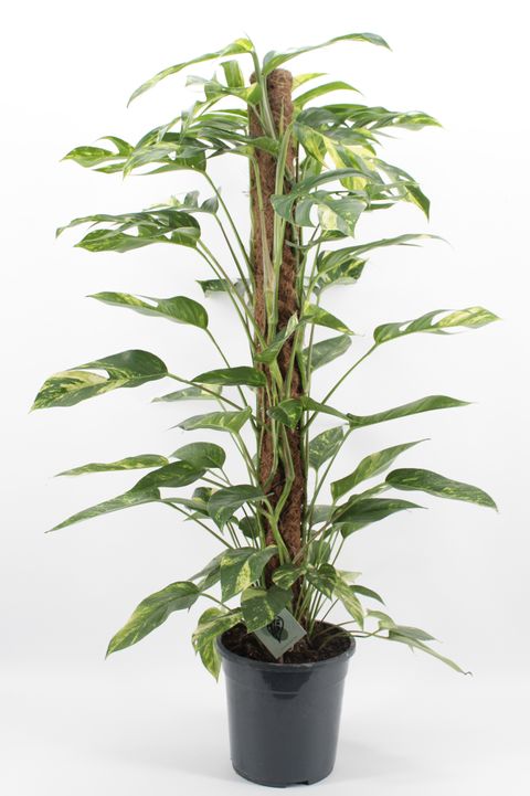 Epipremnum pinnatum 'Golden Flame'