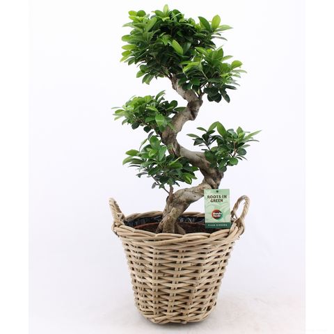 Ficus microcarpa 'Ginseng'
