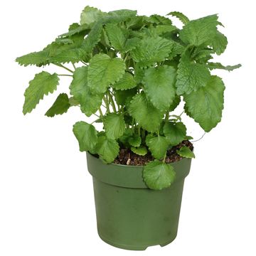 Melissa officinalis 'Relax'