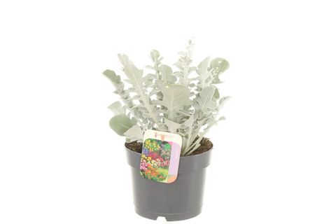 Centaurea ragusina SILVER SWIRL