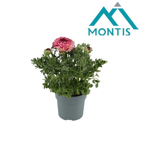 Ranunculus asiaticus 'Sprinkles Violet Bicolour'