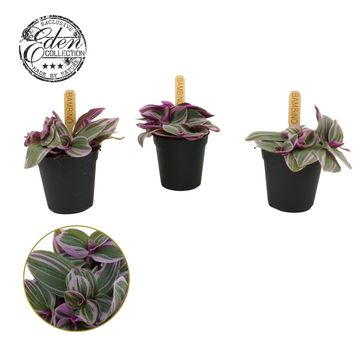 Tradescantia cerinthoides SWEETNESS