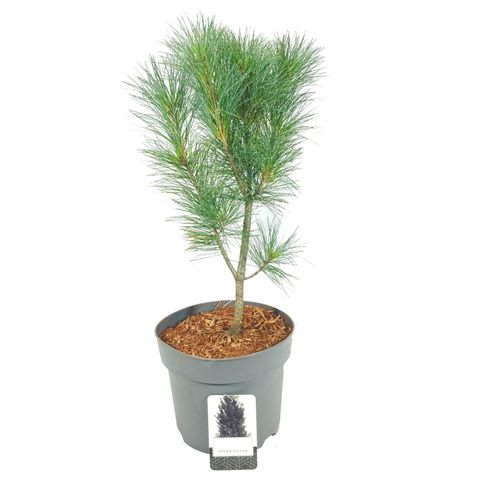 Pinus strobus 'Stowe Pillar'