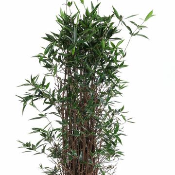 Dracaena surculosa