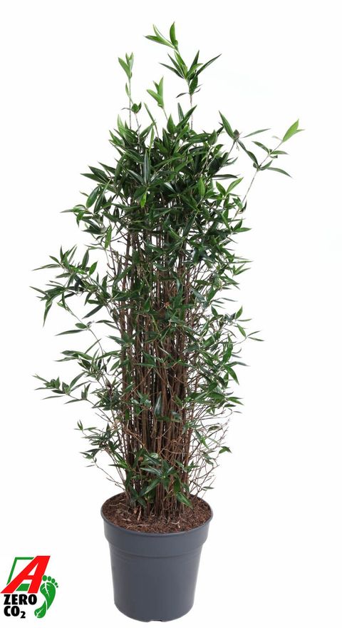 Dracaena surculosa