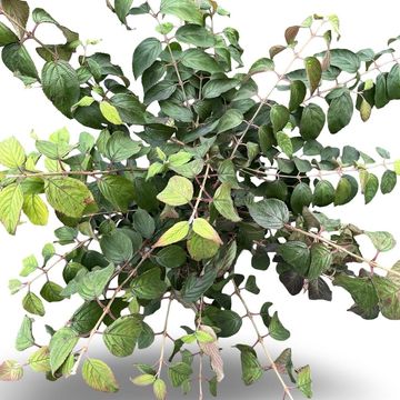 Viburnum plicatum KILIMANDJARO
