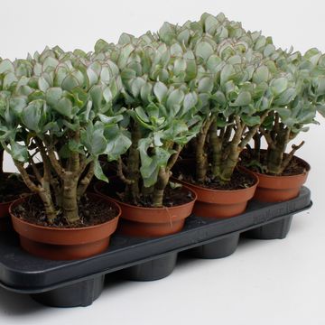 Crassula arborescens undilatifolia