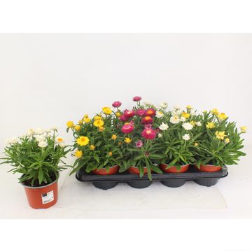 Xerochrysum DREAMTIME MIX