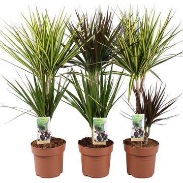 Dracaena MIX IN POT