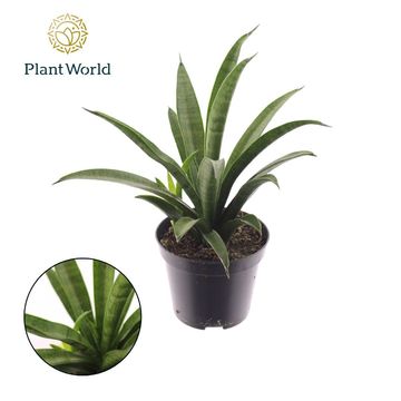 Sansevieria trifasciata 'Tess'