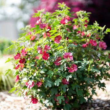 Anisodontea CANDY APPLE