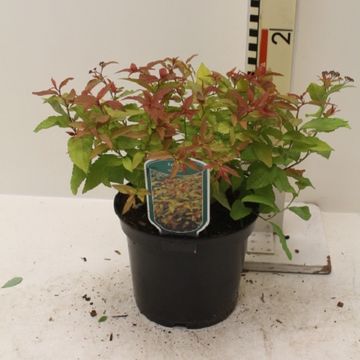 Спирея japonica 'Генпей'