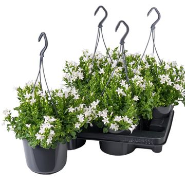 Campanula poscharskyana ADANSA WHITE