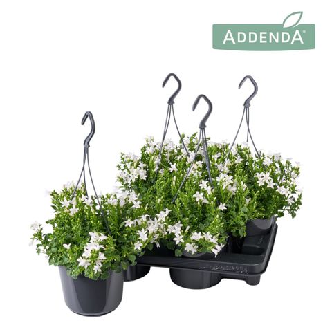 Campanula poscharskyana ADANSA WHITE