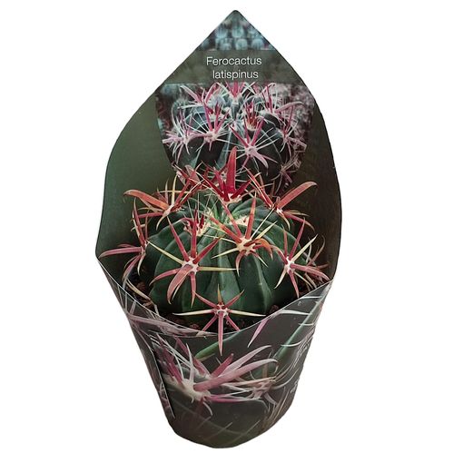 Ferocactus latispinus