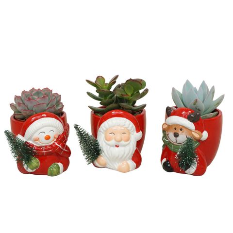 Суккуленты MIX