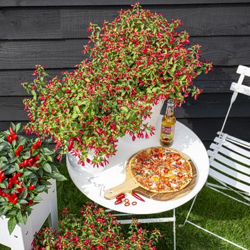 Fuchsia 'Chilli Red'