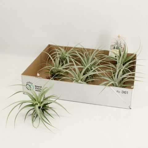 Tillandsia xerographica