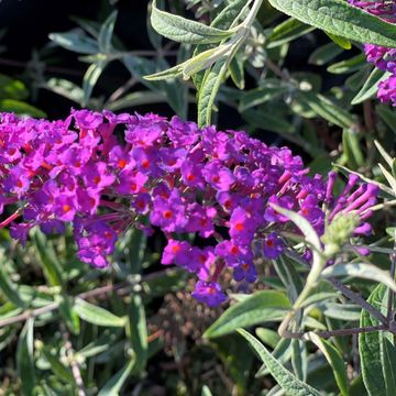 Buddleja davidii 'Nanho Purple'