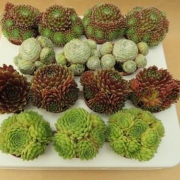 Sempervivum MIX