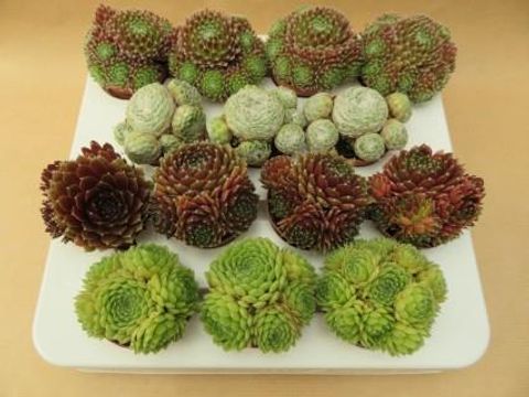 Sempervivum MIX