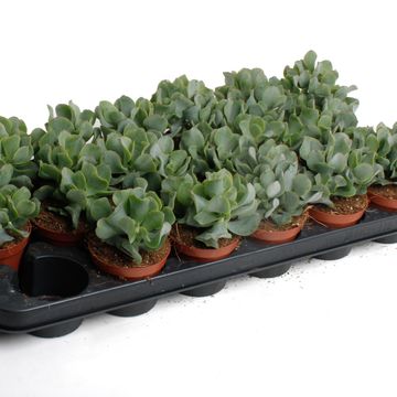 Crassula arborescens cristata