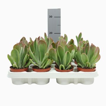 Kalanchoe luciae 'Oricula'